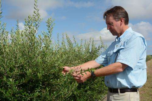 Texas producers find new oil fields — olive groves