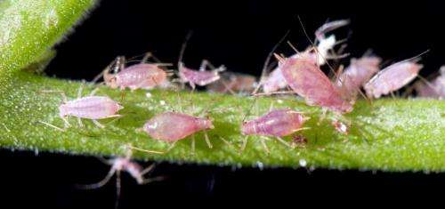 The betrayal of the aphids
