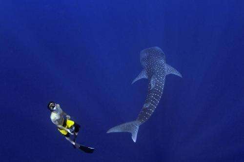 The Maldives and the whale shark: The world's biggest fish adds value to paradise