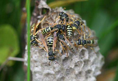 The Swiss paper wasp, a new species of social Hymenoptera in Central Europe