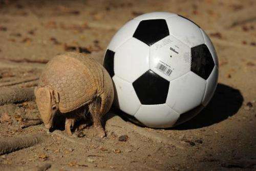 The Three-banded Armadillo pictured next to a football on September 18, 2012, in Rio de Janeiro, it is facing extinction