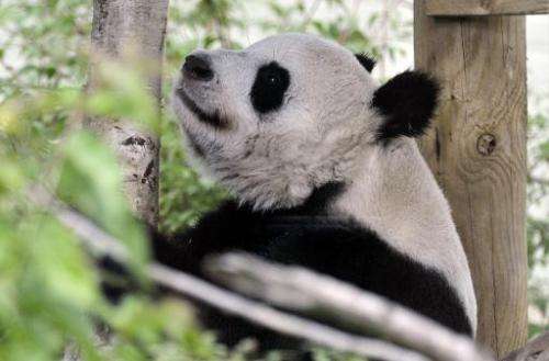 Tian Tian, the female giant panda relaxes in her compound at Edinburgh Zoo on August 9, 2013