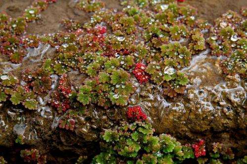 Tiny plant, big potential: Researchers raise money from public to sequence Azolla ‘superorganism’ genome