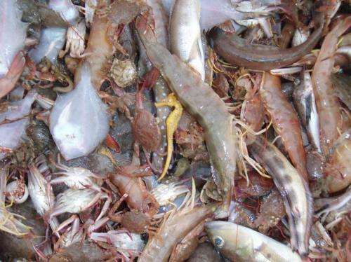 Top marine scientists call for action on 'invisible' fisheries