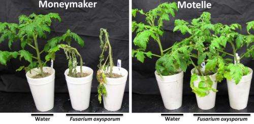 To wilt or not to wilt: MicroRNAs determine tomato susceptibility to Fusarium fungus