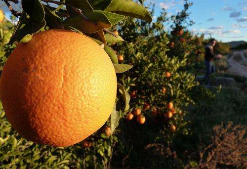 Tracking pesticide residues in citrus allows export