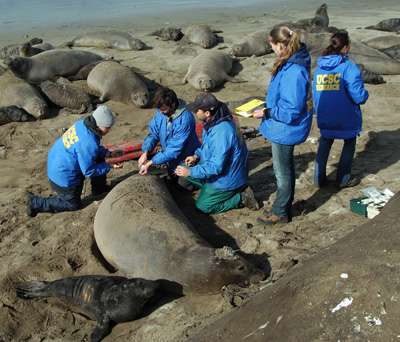 Tracking reveals hidden lives of elephant seals