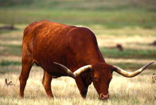 Trees and shrubs invading critical grasslands, diminish cattle production