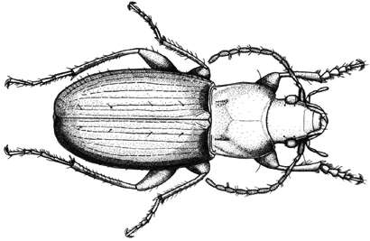 Two new species of carabid beetles found in Ethiopia