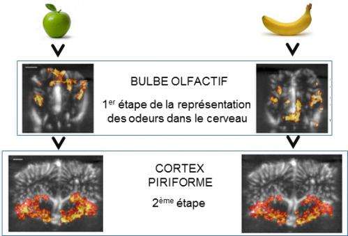 Ultrasound tracks odor representation in the brain