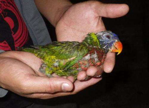 Undated Department of Environment and Natural Resources handout photo released on February 16, 2014 shows a sick parrot, one of 