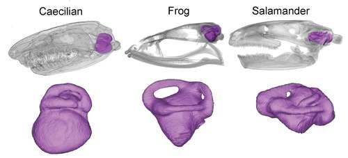 Underground amphibians evolved unique ear