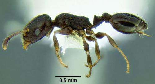 Unique specimen identifiers link 10 new species of ant directly to AntWeb