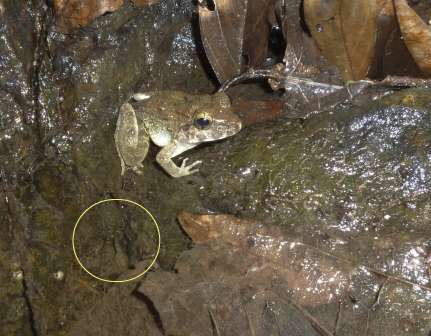 Unique Sulawesi frog gives birth to tadpoles