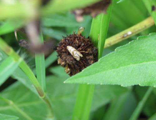 Unusual host preference of a moth species could be useful for biological control