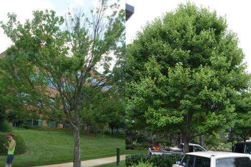 Urban heat boosts some pest populations 200-fold, killing red maples