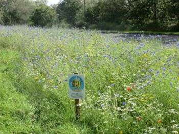 Urban sites sown with wildflowers attractive to wildlife