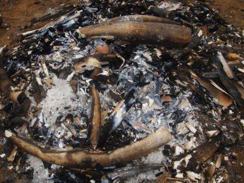 Urgent international action needed following elephant poaching statistics in Mozambique