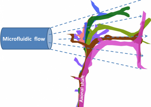 UT Arlington researchers demonstrate direct fluid flow influences neuron growth