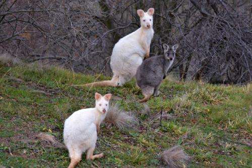 UTS kangaroo research program confirms rare albino wallaroos on Mount Panorama