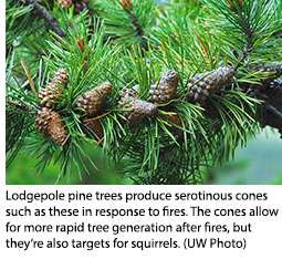 UW Research: Squirrels Counter Evolutionary Impact of Fire on Lodgepole Pine