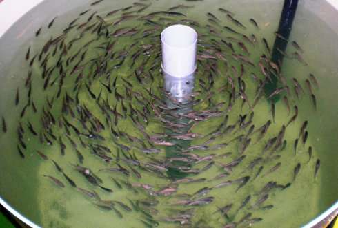 Vaccination of farmed fish good for animals and thus for humans