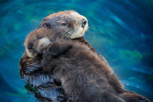 Veterinary researchers discover new poxvirus in sea otters