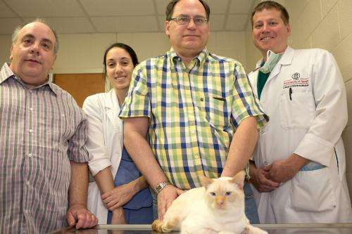 Veterinary surgeons use feline adult stem cells in kidney transplant