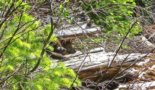 Wandering Oregon wolf has pups in Cascade Range