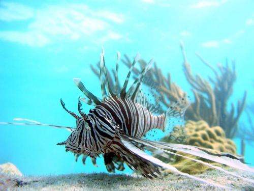 War on lionfish shows first promise of success