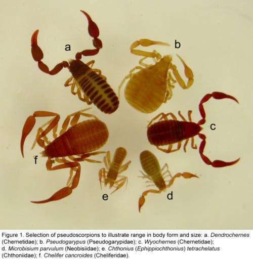What is a pseudoscorpion?