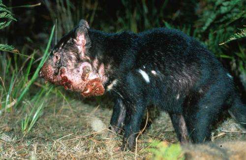 What’s killing Tassie devils if it isn’t a contagious cancer?