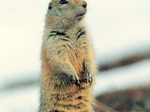 Which genes are activated or silenced by Arctic ground squirrels during hibernation