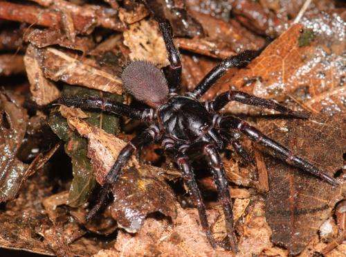 Which is the world's deadliest spider, really?