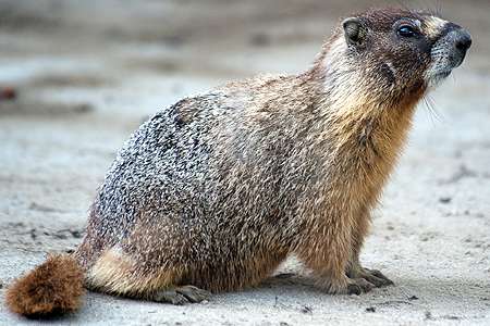 Why yellow-bellied marmots thrive in urban setting
