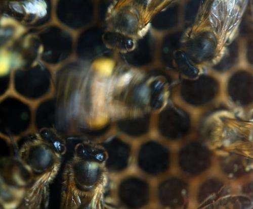 Wondering about the state of the environment? Just eavesdrop on the bees