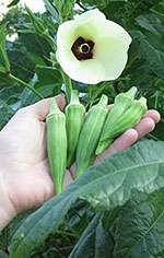 World interest in research work on the benefits of the Okra plant