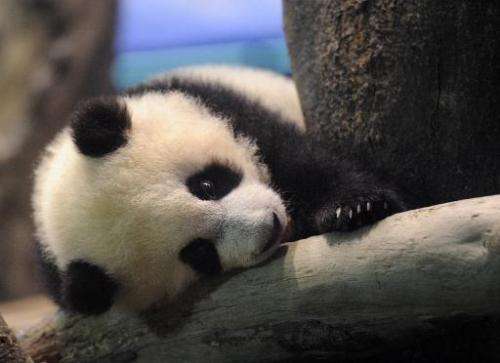 Yuan Zai, the first Taiwan-born baby panda, lies inside an enclosure at the Taipei City Zoo on January 4, 2014