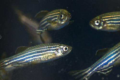 Zebrafish model of a learning and memory disorder shows better way to target treatment