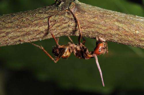 Zombie ant fungi 'know' brains of their hosts