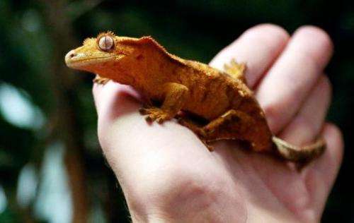 File picture shows a man holding up a Crested Gecko (Rhacodactylus ciliatus) in Paris on September 6, 2013
