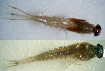 New species of mayfly discovered in India