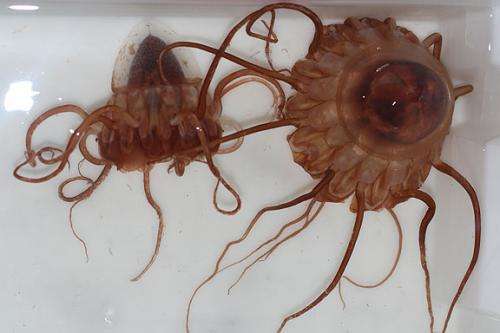 New study shows the importance of jellyfish falls to deep-sea ecosystem