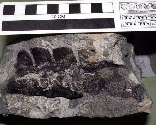 Paleontologists discover the most diverse dinosaur fossil site yet found in Idaho