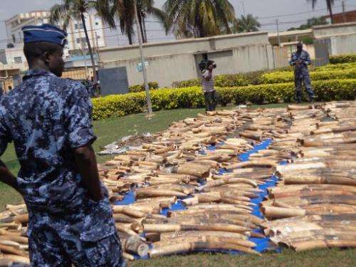 Picture taken on February 4, 2014 shows an ivory haul seized at Lome's autonomous port, as it is diplayed at the security minist