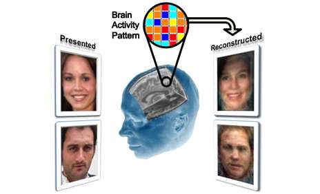 Researchers reconstruct facial images locked in a viewer’s mind
