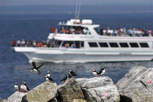 Scientists ask bird oglers to help study puffins