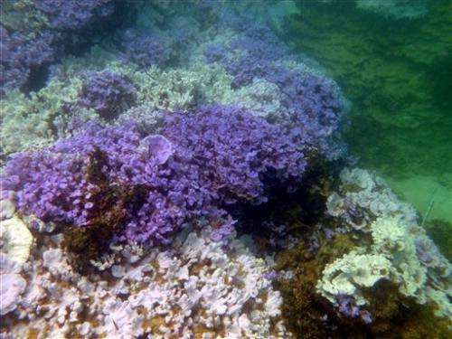 Scientists see bleached coral in northwest Hawaii