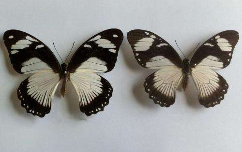 Scientists unravel the genetic secrets of nature's master of mimicry