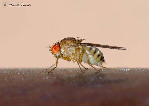 Muscular disease research advanced with flies and mice